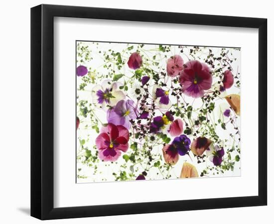 Edible Flowers and Sprouts-Luzia Ellert-Framed Photographic Print