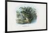 Edible Frog, 1863-79-Raimundo Petraroja-Framed Giclee Print