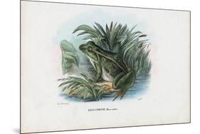 Edible Frog, 1863-79-Raimundo Petraroja-Mounted Premium Giclee Print