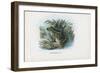 Edible Frog, 1863-79-Raimundo Petraroja-Framed Giclee Print