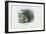 Edible Frog, 1863-79-Raimundo Petraroja-Framed Giclee Print