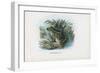 Edible Frog, 1863-79-Raimundo Petraroja-Framed Giclee Print