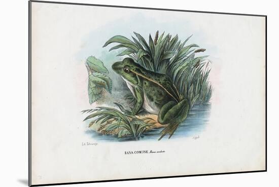 Edible Frog, 1863-79-Raimundo Petraroja-Mounted Giclee Print