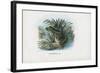 Edible Frog, 1863-79-Raimundo Petraroja-Framed Giclee Print