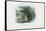 Edible Frog, 1863-79-Raimundo Petraroja-Framed Stretched Canvas
