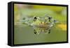 Edible Frog Front Portrait of Frog in Water-null-Framed Stretched Canvas