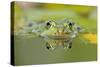 Edible Frog Front Portrait of Frog in Water-null-Stretched Canvas