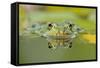 Edible Frog Front Portrait of Frog in Water-null-Framed Stretched Canvas