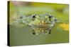 Edible Frog Front Portrait of Frog in Water-null-Stretched Canvas