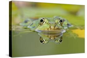 Edible Frog Front Portrait of Frog in Water-null-Stretched Canvas