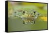 Edible Frog Front Portrait of Frog in Water-null-Framed Stretched Canvas
