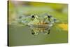 Edible Frog Front Portrait of Frog in Water-null-Stretched Canvas