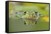 Edible Frog Front Portrait of Frog in Water-null-Framed Stretched Canvas