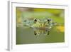 Edible Frog Front Portrait of Frog in Water-null-Framed Photographic Print