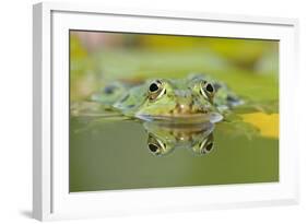 Edible Frog Front Portrait of Frog in Water-null-Framed Photographic Print