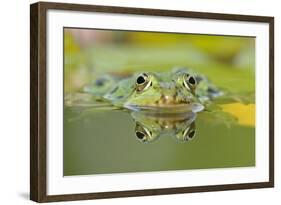 Edible Frog Front Portrait of Frog in Water-null-Framed Photographic Print