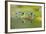 Edible Frog Front Portrait of Frog in Water-null-Framed Photographic Print