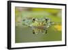 Edible Frog Front Portrait of Frog in Water-null-Framed Photographic Print