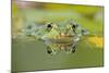 Edible Frog Front Portrait of Frog in Water-null-Mounted Photographic Print