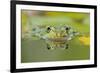 Edible Frog Front Portrait of Frog in Water-null-Framed Photographic Print