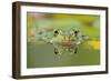 Edible Frog Front Portrait of Frog in Water-null-Framed Photographic Print