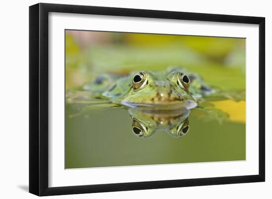 Edible Frog Front Portrait of Frog in Water-null-Framed Photographic Print