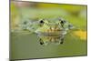 Edible Frog Front Portrait of Frog in Water-null-Mounted Photographic Print