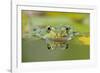 Edible Frog Front Portrait of Frog in Water-null-Framed Photographic Print