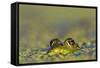 Edible Frog in the Danube Delta in Duckweed, Romania, Danube Delta-Martin Zwick-Framed Stretched Canvas