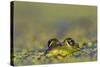 Edible Frog in the Danube Delta in Duckweed, Romania, Danube Delta-Martin Zwick-Stretched Canvas
