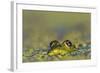 Edible Frog in the Danube Delta in Duckweed, Romania, Danube Delta-Martin Zwick-Framed Photographic Print