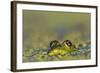 Edible Frog in the Danube Delta in Duckweed, Romania, Danube Delta-Martin Zwick-Framed Photographic Print