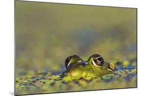 Edible Frog in the Danube Delta in Duckweed, Romania, Danube Delta-Martin Zwick-Mounted Photographic Print
