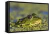 Edible Frog in the Danube Delta in Duckweed, Romania, Danube Delta-Martin Zwick-Framed Stretched Canvas