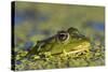 Edible Frog in the Danube Delta in Duckweed, Romania, Danube Delta-Martin Zwick-Stretched Canvas