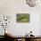 Edible Frog in the Danube Delta in Duckweed, Romania, Danube Delta-Martin Zwick-Photographic Print displayed on a wall