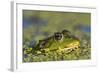 Edible Frog in the Danube Delta in Duckweed, Romania, Danube Delta-Martin Zwick-Framed Photographic Print