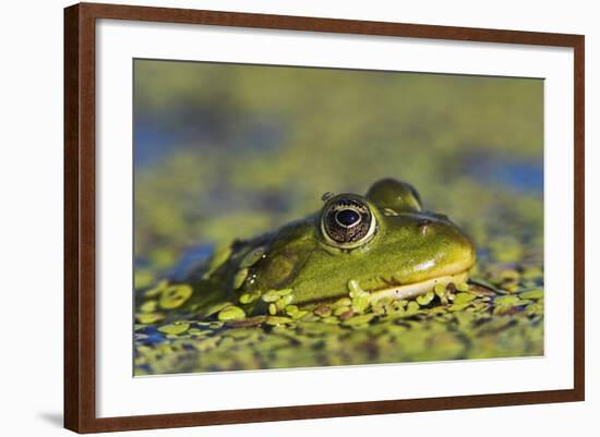 Edible Frog in the Danube Delta in Duckweed, Romania, Danube Delta-Martin Zwick-Framed Photographic Print