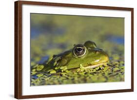 Edible Frog in the Danube Delta in Duckweed, Romania, Danube Delta-Martin Zwick-Framed Photographic Print