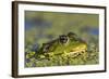 Edible Frog in the Danube Delta in Duckweed, Romania, Danube Delta-Martin Zwick-Framed Photographic Print