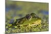 Edible Frog in the Danube Delta in Duckweed, Romania, Danube Delta-Martin Zwick-Mounted Photographic Print