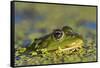 Edible Frog in the Danube Delta in Duckweed, Romania, Danube Delta-Martin Zwick-Framed Stretched Canvas