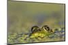 Edible Frog in the Danube Delta in Duckweed, Romania, Danube Delta-Martin Zwick-Mounted Photographic Print