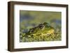 Edible Frog in the Danube Delta in Duckweed, Romania, Danube Delta-Martin Zwick-Framed Photographic Print