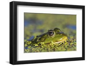 Edible Frog in the Danube Delta in Duckweed, Romania, Danube Delta-Martin Zwick-Framed Photographic Print