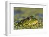 Edible Frog in the Danube Delta in Duckweed, Romania, Danube Delta-Martin Zwick-Framed Photographic Print