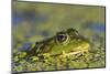 Edible Frog in the Danube Delta in Duckweed, Romania, Danube Delta-Martin Zwick-Mounted Photographic Print