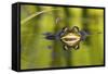 Edible Frog in the Danube Delta, Reflecting in Water, Romania-Martin Zwick-Framed Stretched Canvas