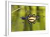Edible Frog in the Danube Delta, Reflecting in Water, Romania-Martin Zwick-Framed Photographic Print