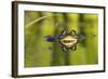 Edible Frog in the Danube Delta, Reflecting in Water, Romania-Martin Zwick-Framed Photographic Print